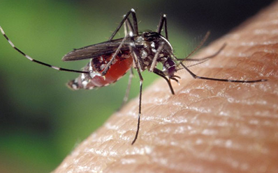 Борьба с комарами - уничтожение комаров картинка №1