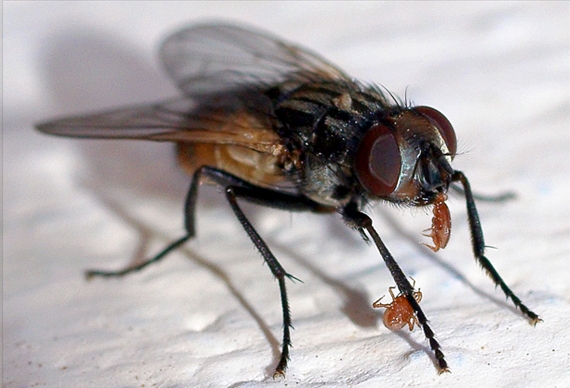 Борьба с мухами - уничтожение мух картинка №1