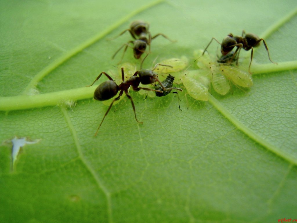Борьба с муравьями - уничтожение муравьев картинка №1